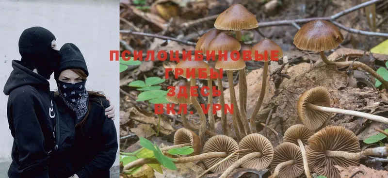 гидра   Челябинск  Псилоцибиновые грибы Psilocybe  магазин   